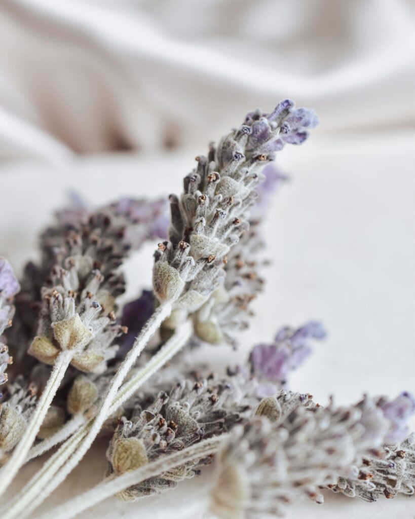 Lavender for Crochet Sachet